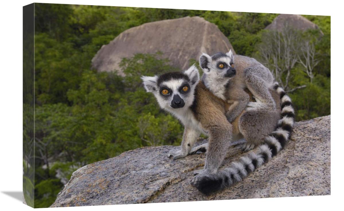 Ring-tailed Lemur and young,  Andringitra Mountains,  Madagascar-Canvas Art-24x16”