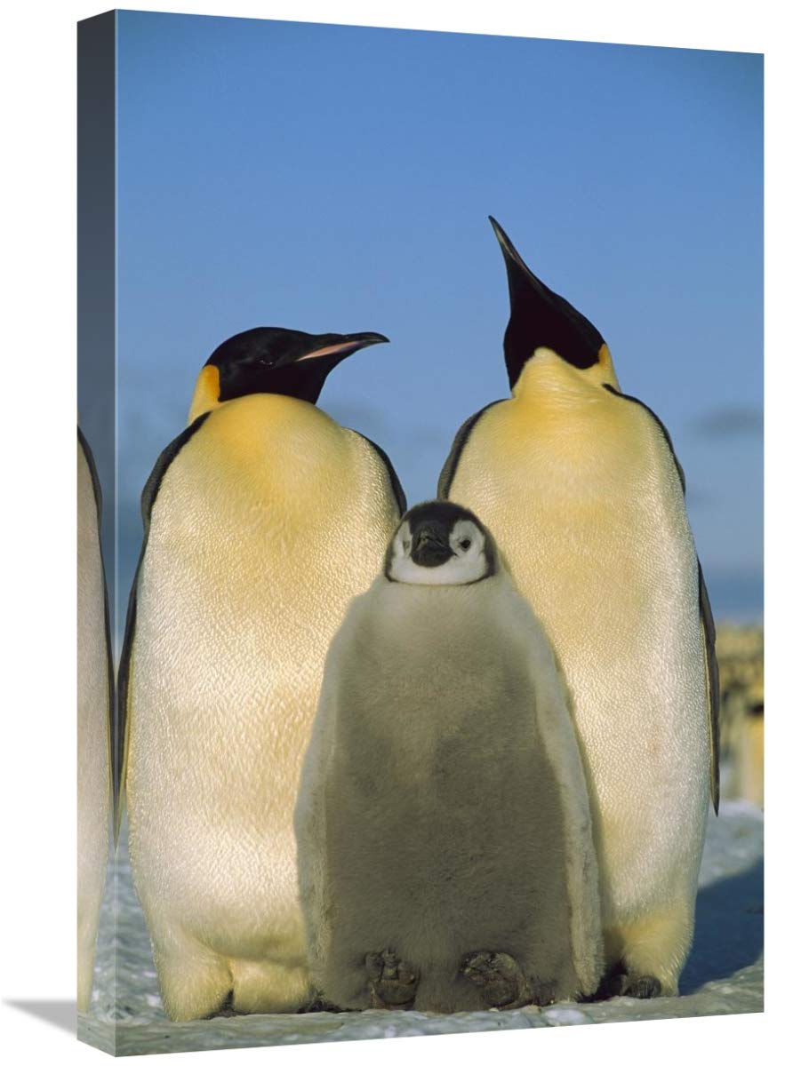 Emperor Penguin pair with chick, Weddell Sea, Antarctica-Canvas Art-16x24”
