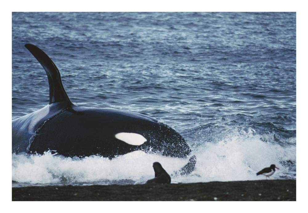 Orca hunting South American Sea Lion group by beaching itself, Peninsula Valdez, Argentina-Paper Art-26x18”