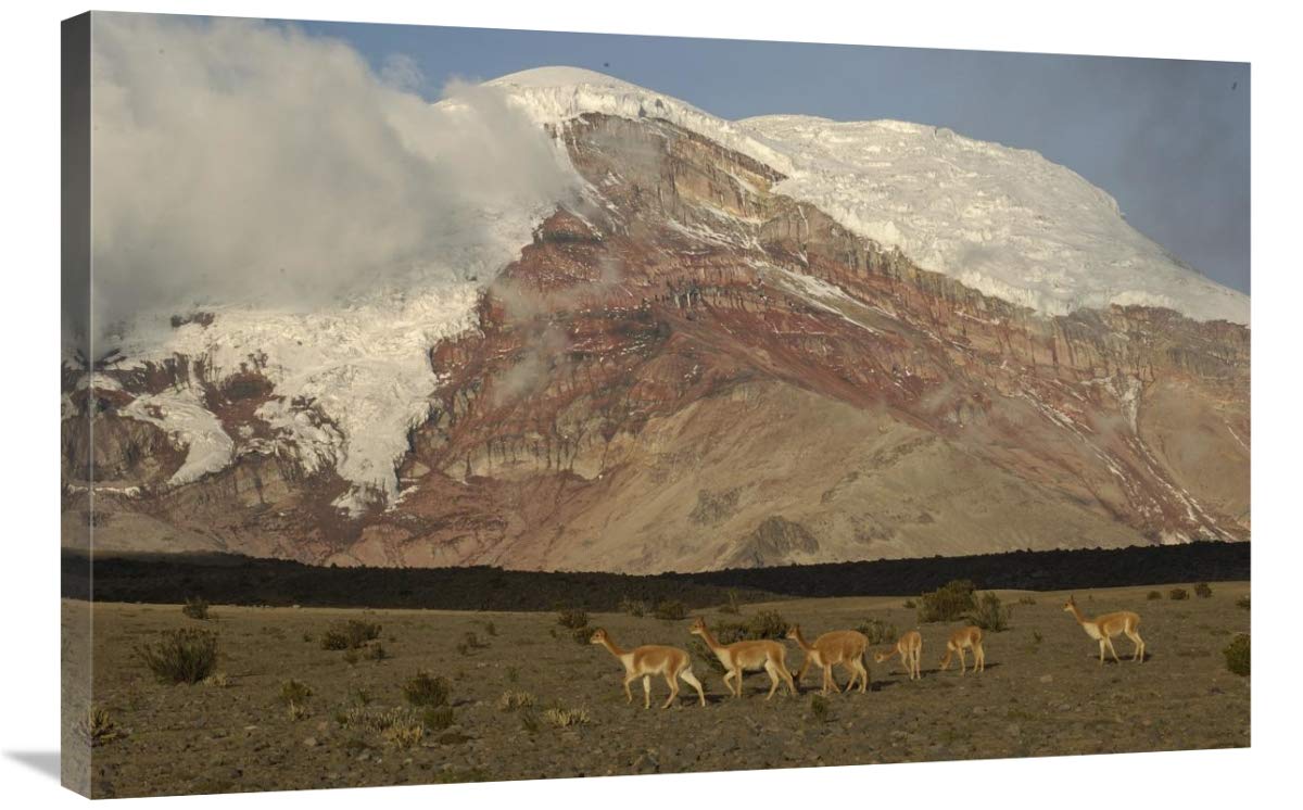 Vicuna herd grazing beneath Mt Chimborazo, Andes Mountains, South America-Canvas Art-36x24”