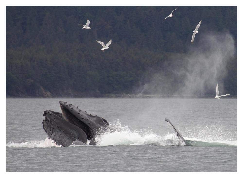 Humpback Whale bubble net feeding near Juneau, Alaska-Paper Art-42x32”