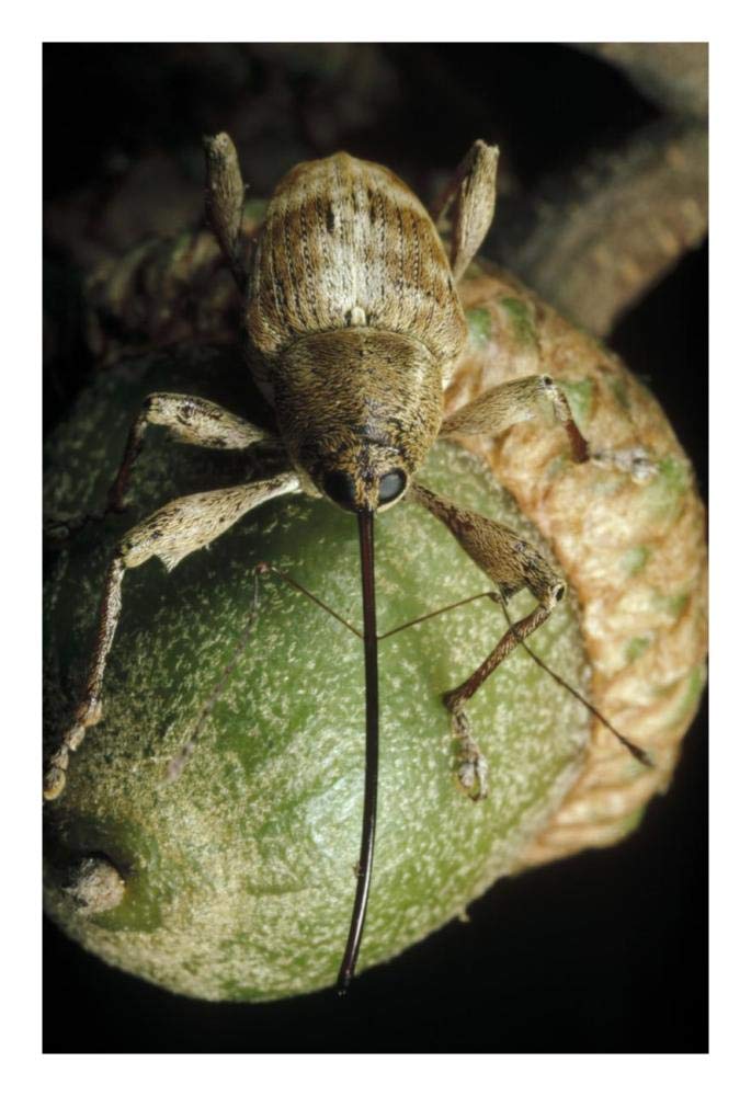 Black Oak Acorn Weevil on Acorn, Massachusetts-Paper Art-18x26”