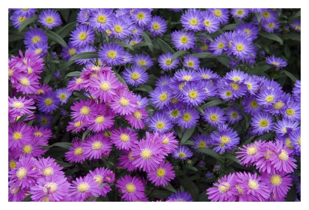 Aster flowers-Paper Art-38x26”
