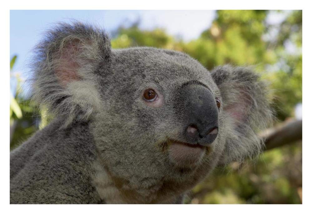 Koala portrait, native to Australia-Paper Art-32x22”