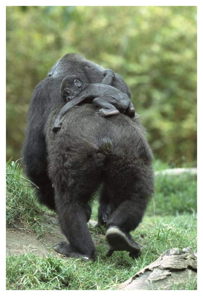 Western Lowland Gorilla mother walking away with 48 day old baby on back, native to Africa-Paper Art-34x50”