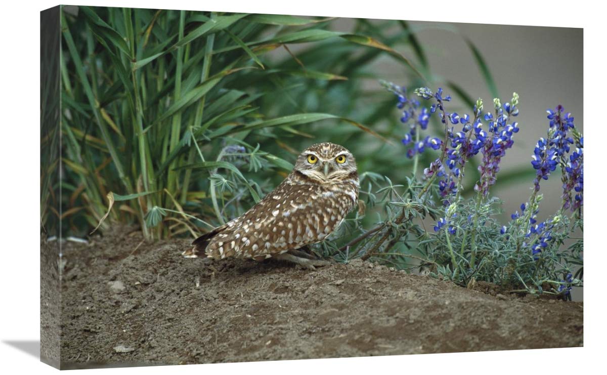 Burrowing Owl with lupine, North America-Canvas Art-24x16”