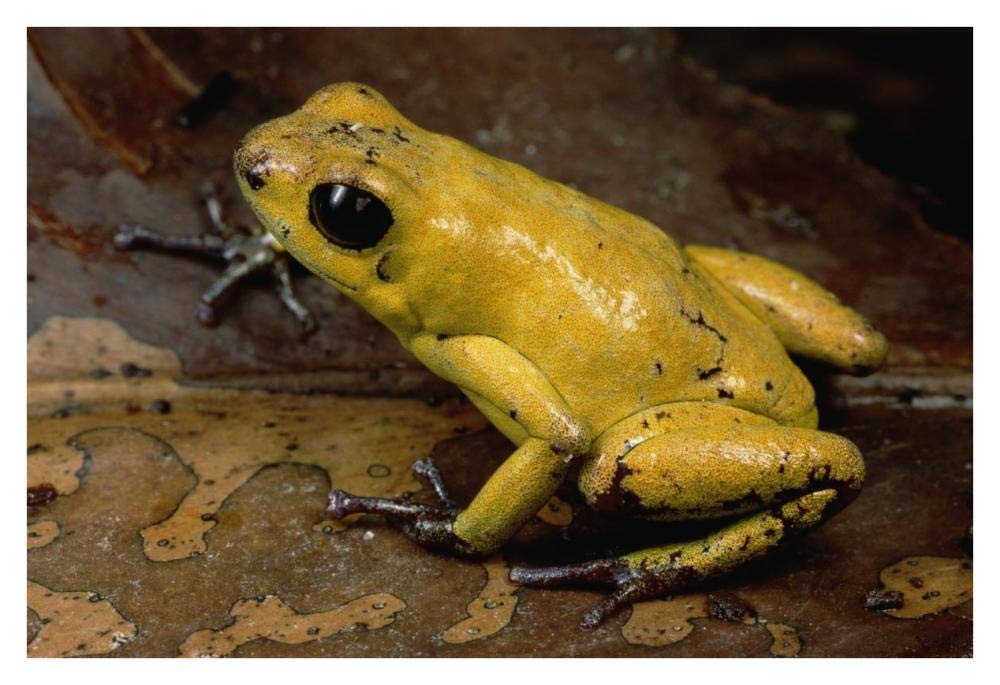 Black-legged Poison Dart Frog, Colombia-Paper Art-38x26”