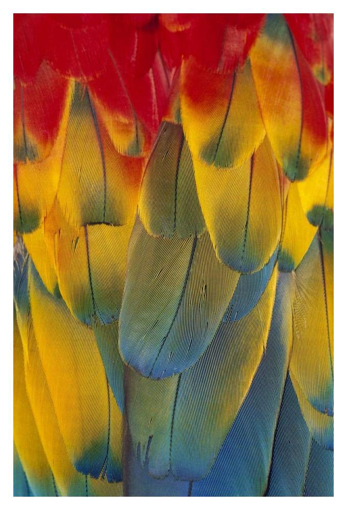 Scarlet Macaw close-up of colorful feathers-Paper Art-14x20”