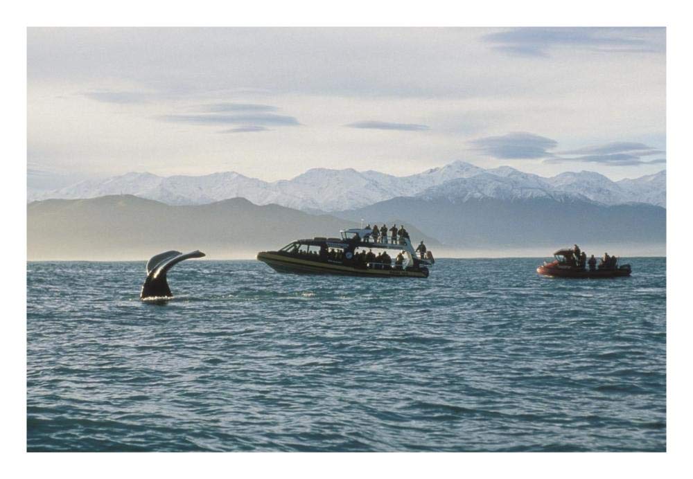 Sperm Whale fluke and tourists watching from boat, New Zealand-Paper Art-26x18”