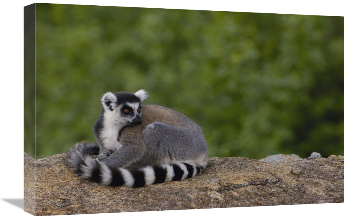 Ring-tailed Lemur resting on rocks in the Andringitra Mountains, Madagascar-Canvas Art-24x16”