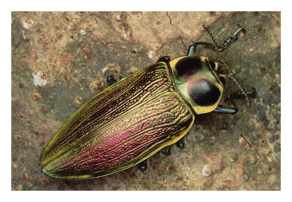 Metallic Wood-boring Beetle-Paper Art-26x18”