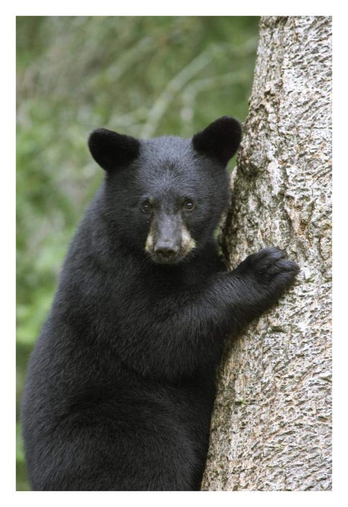 Black Bear cub in tree safe from danger, Orr, Minnesota-Paper Art-22x32”