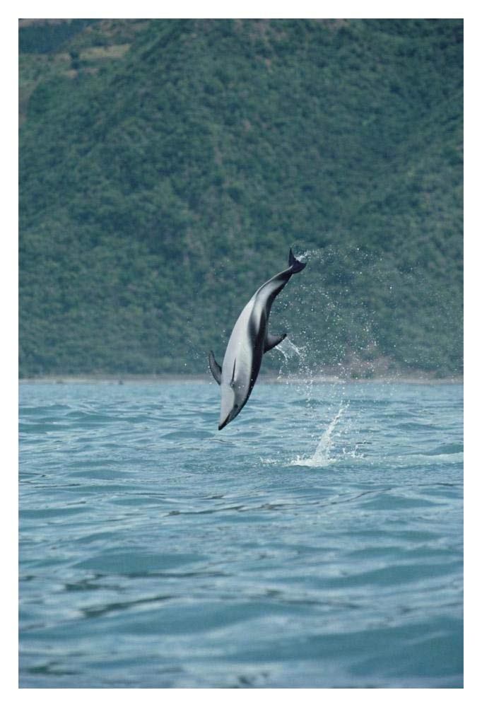 Dusky Dolphin jumping, Kaikoura, New Zealand-Paper Art-14x20”