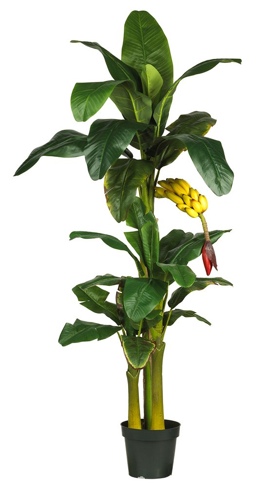 6 Triple Stalk Banana Silk Tree