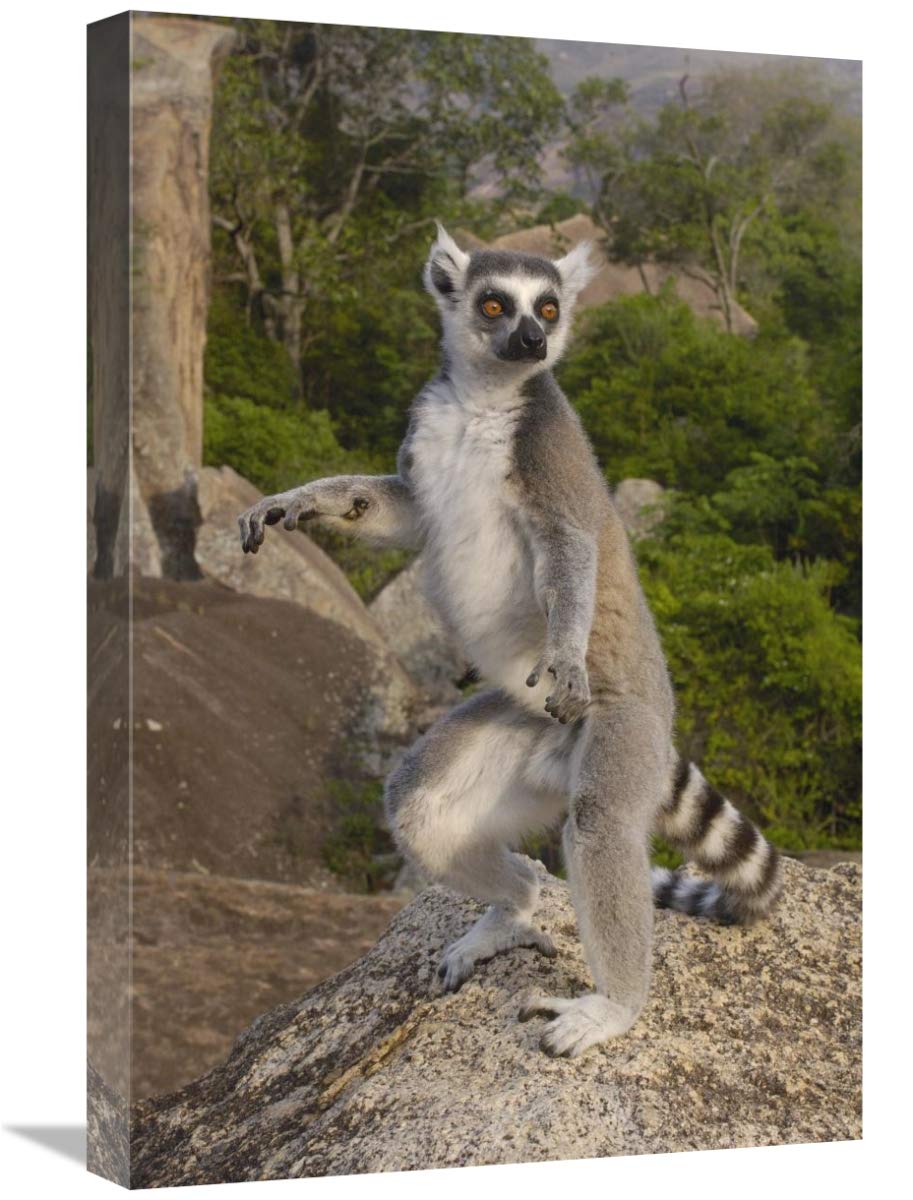 Ring-tailed Lemur male standing upright in the Andringitra Mountains, Madagascar-Canvas Art-16x24”