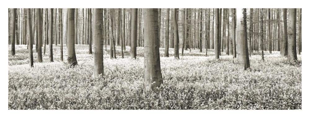 Beech forest with bluebells, Belgium-Paper Art-38x14”