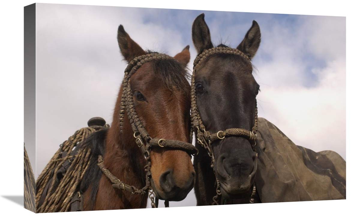 Horses pair belonging to Chagras, Andes Mountains, Ecuador-Canvas Art-24x16”