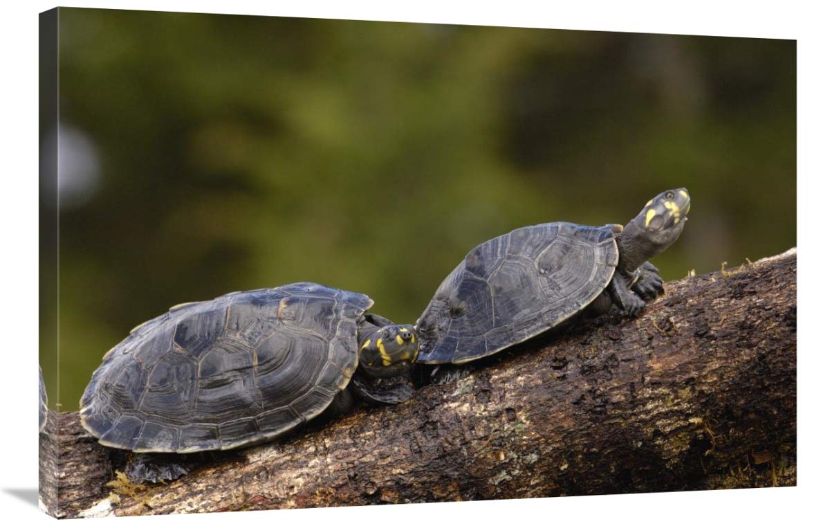 Yellow-spotted Amazon River Turtle pair basking, Amazon, Ecuador-Canvas Art-36x24”