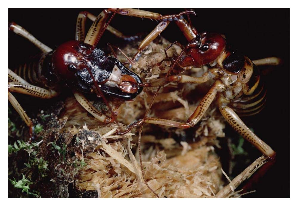 Tree Weta male with larger head and female, New Zealand-Paper Art-20x14”