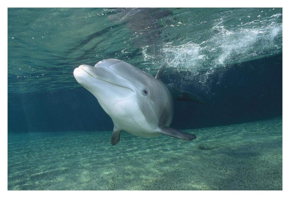 Bottlenose Dolphin, Hawaii-Paper Art-20x14”
