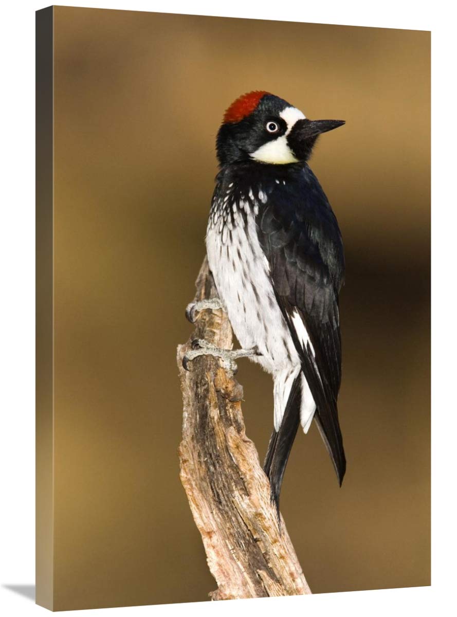 Acorn Woodpecker female, Madera Canyon, Arizona-Canvas Art-20x30”