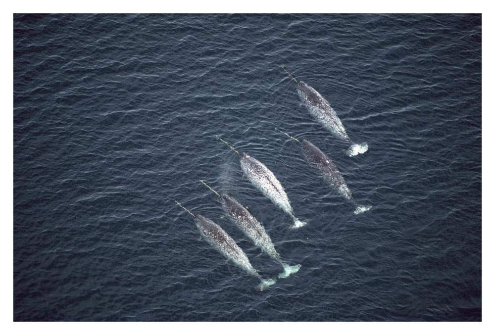 Narwhals near water surface, aerial view, Baffin Island, Canada-Paper Art-38x26”