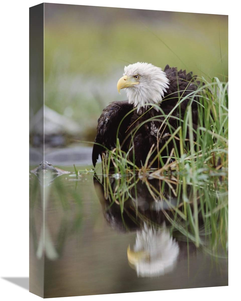 Bald Eagle with reflection at the edge of a lake, North America-Canvas Art-12x18”