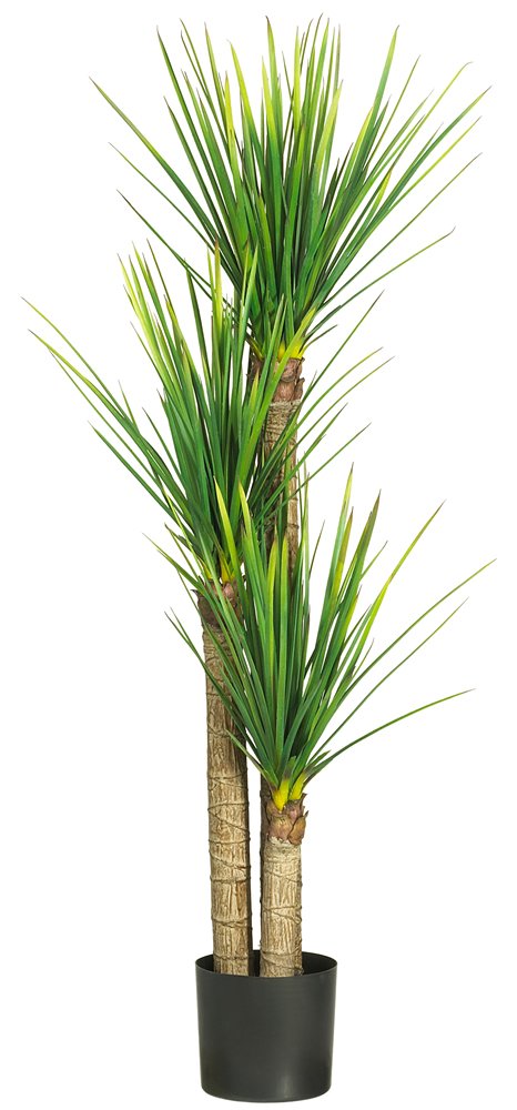 58.5″ Yucca Silk Tree