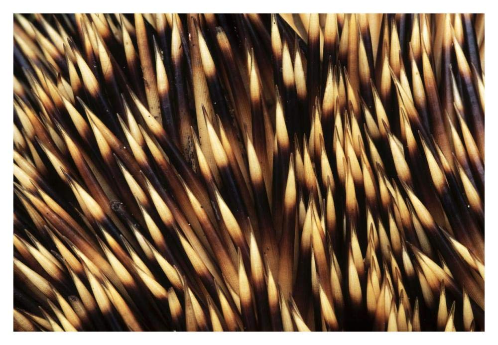 Brown-breasted Hedgehog detail of spines, Europe-Paper Art-38x26”