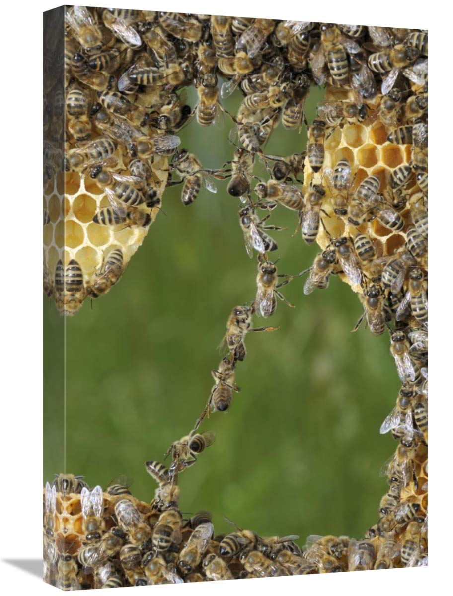 Honey Bee chains made to repair honeycomb, Germany-Canvas Art-16x24”