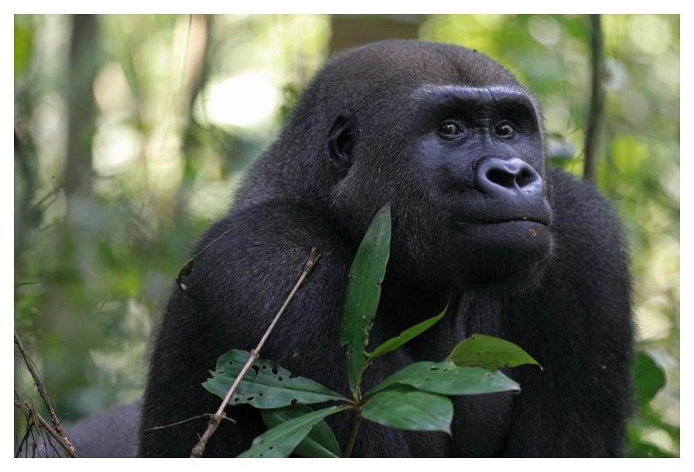 Silverback Gorilla, Gabon-Paper Art-50x34”