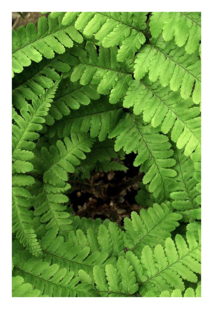 Fern fronds, Netherlands-Paper Art-18x26”