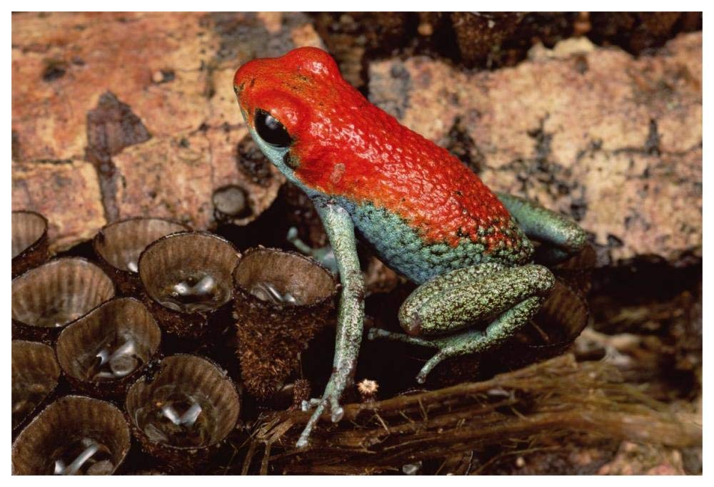 Granular Poison Dart Frog on birds nest fungus, Corcovado NP, Costa Rica-Paper Art-62x42”