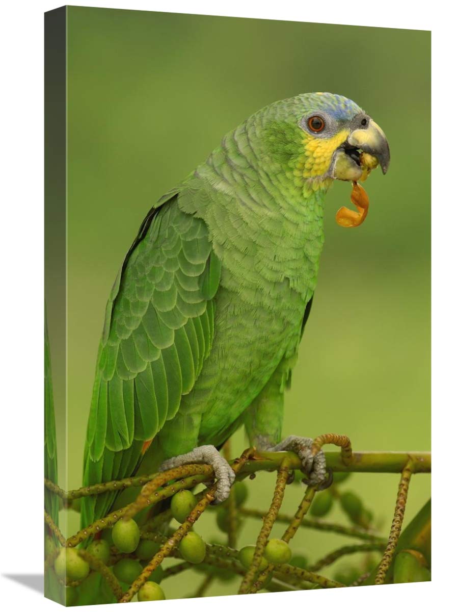 Orange-winged Parrot perching, Amazon rainforest, Ecuador-Canvas Art-16x24”