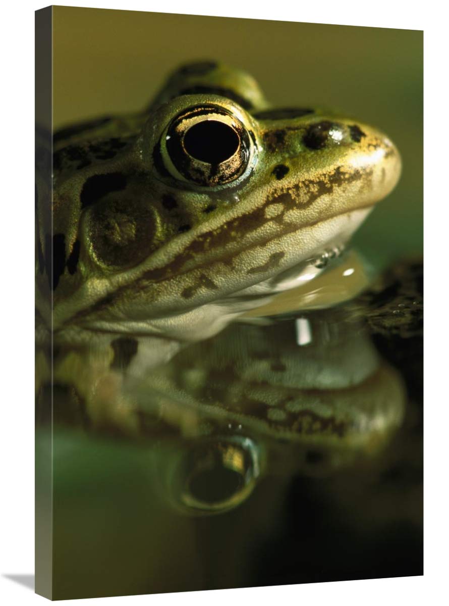 Northern Leopard Frog, native to North America-Canvas Art-20x30”