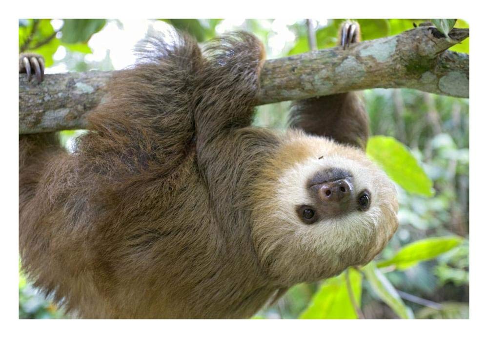 Hoffmanns Two-toed Sloth six month old orphan in tree, Aviarios Sloth Sanctuary, Costa Rica-Paper Art-26x18”