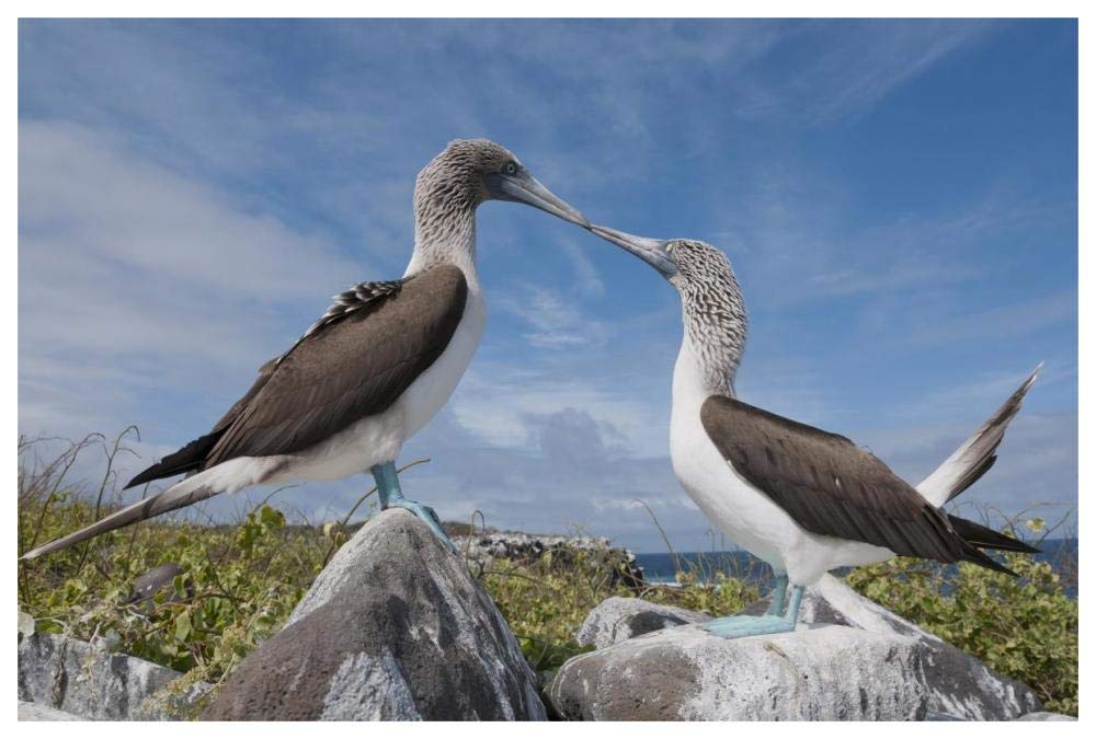 Blue-footed Boobies in courtship dance, Galapagos Islands, Ecuador-Paper Art-62x42”