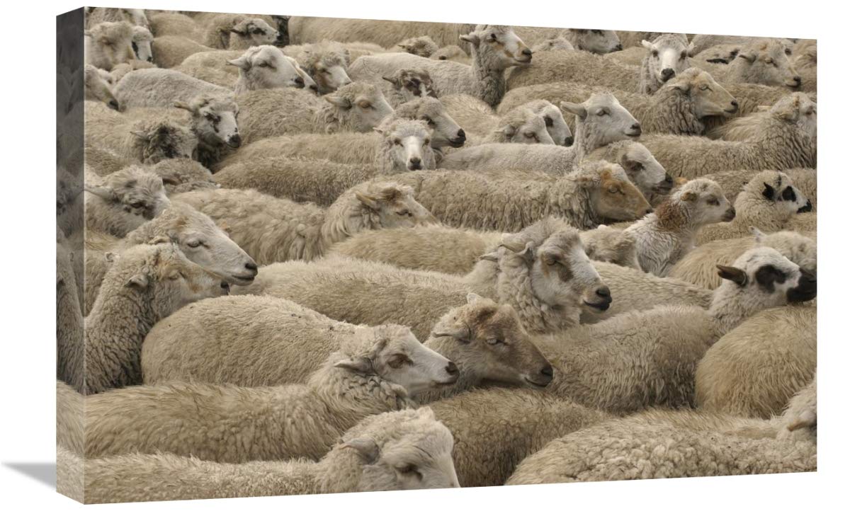Domestic Sheep herd, Chimborazo, Andes Mountains, Ecuador-Canvas Art-24x16”