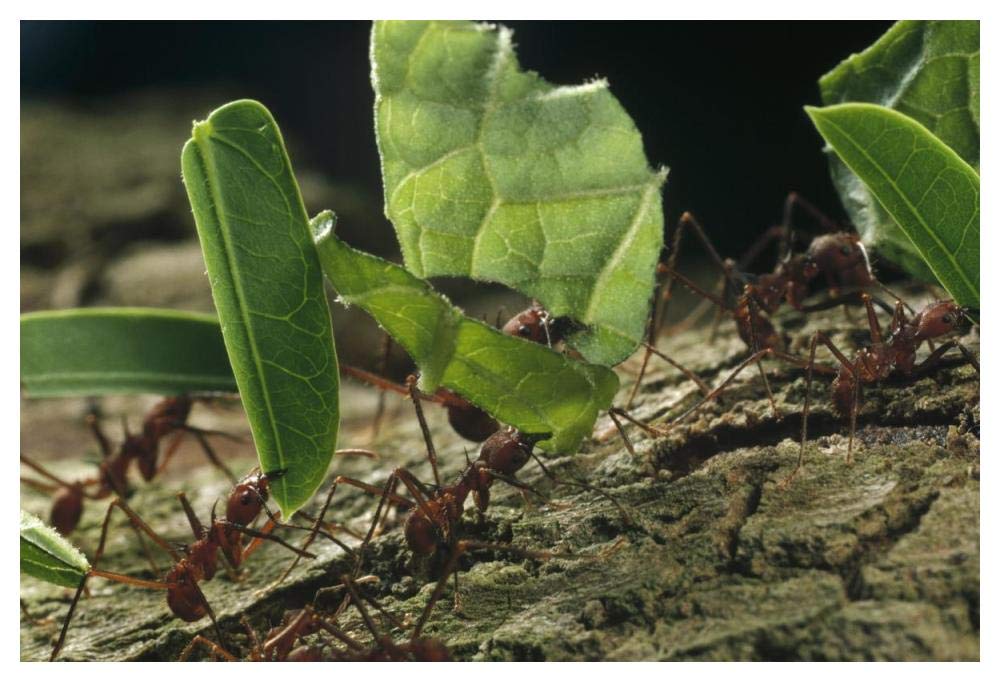 Leafcutter Ant group carrying leaves, Barro Colorado Island, Panama-Paper Art-50x34”