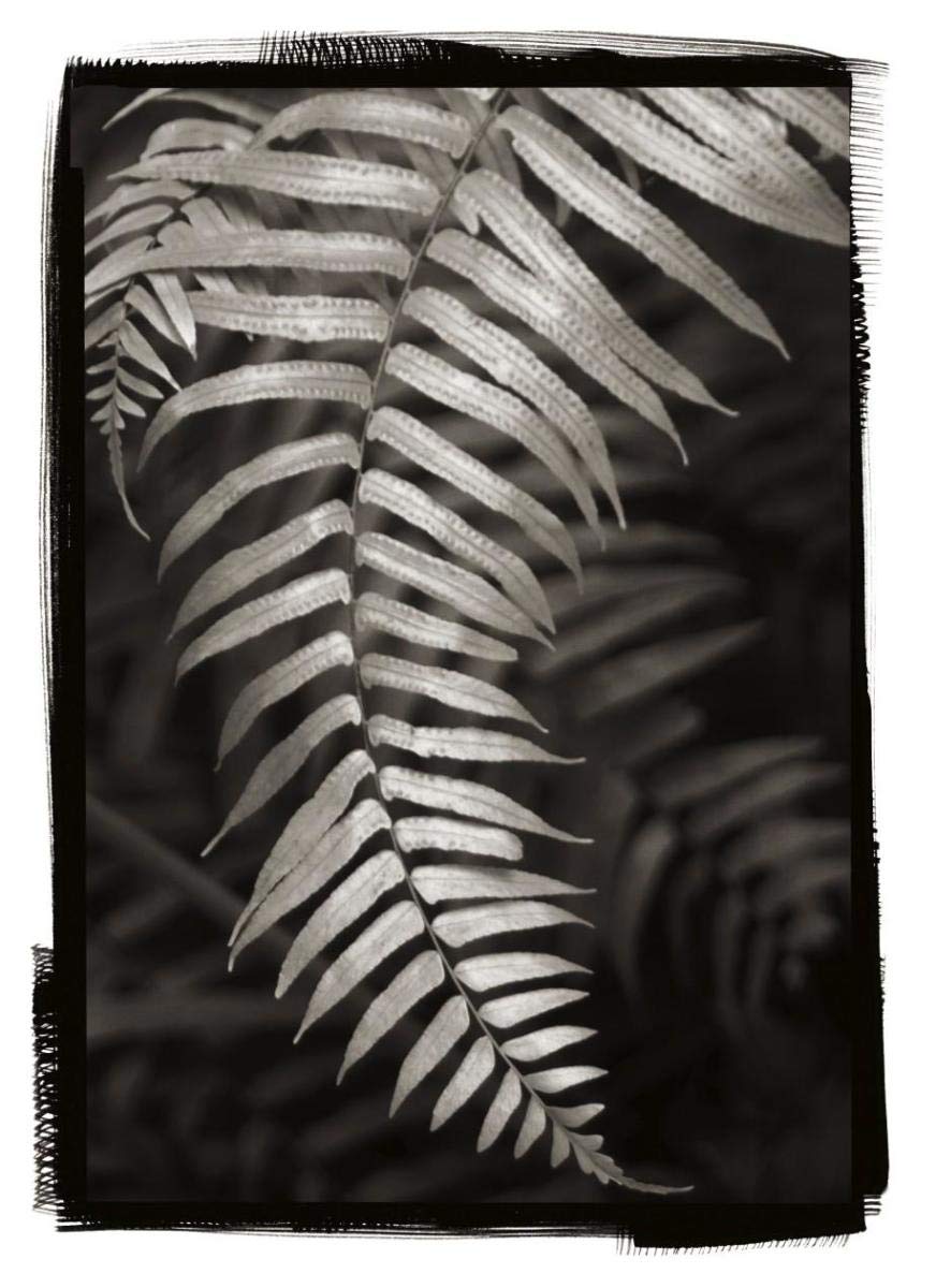 Fern II -Paper Art-30.4x42”