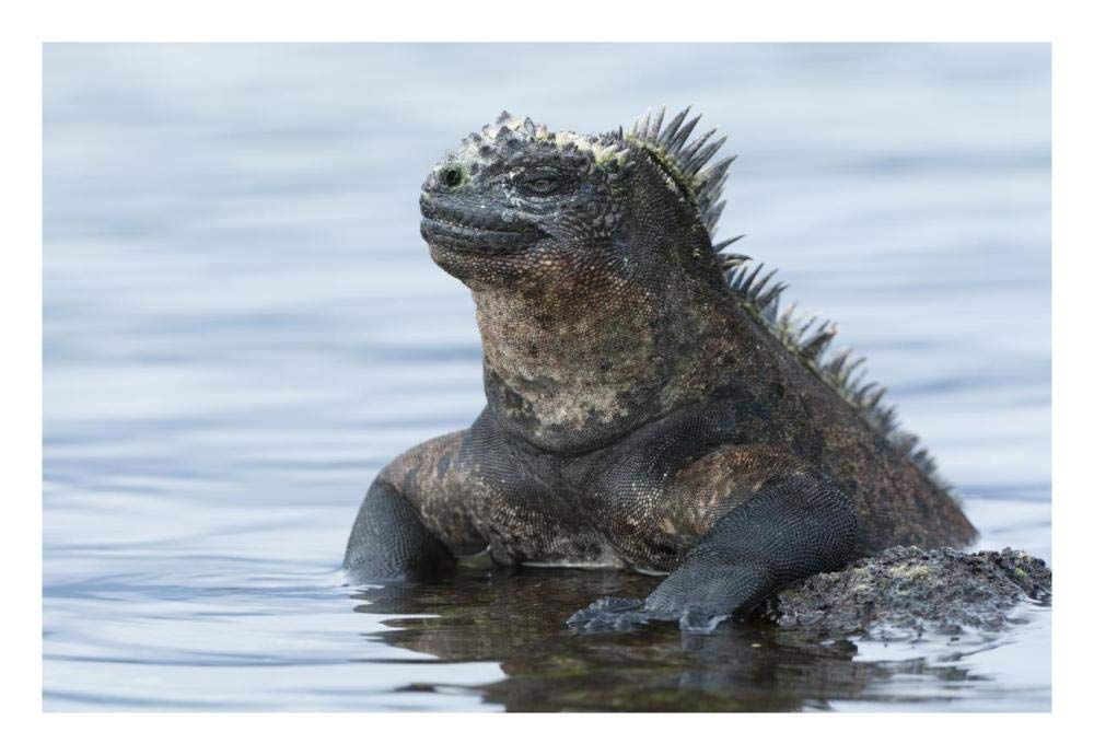 Marine Iguana on rock in shallow water, Galapagos Islands, Ecuador-Paper Art-26x18”