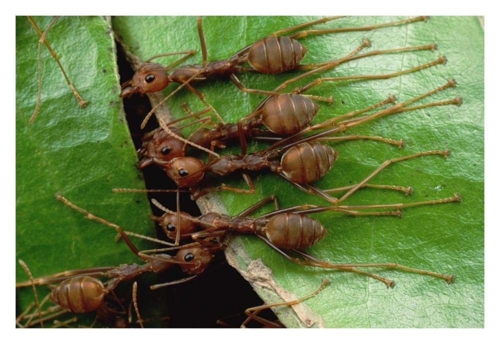 Weaver Ants group hold adjacent leaf and stem with mandibles and toes, Malaysia-Paper Art-32x22”
