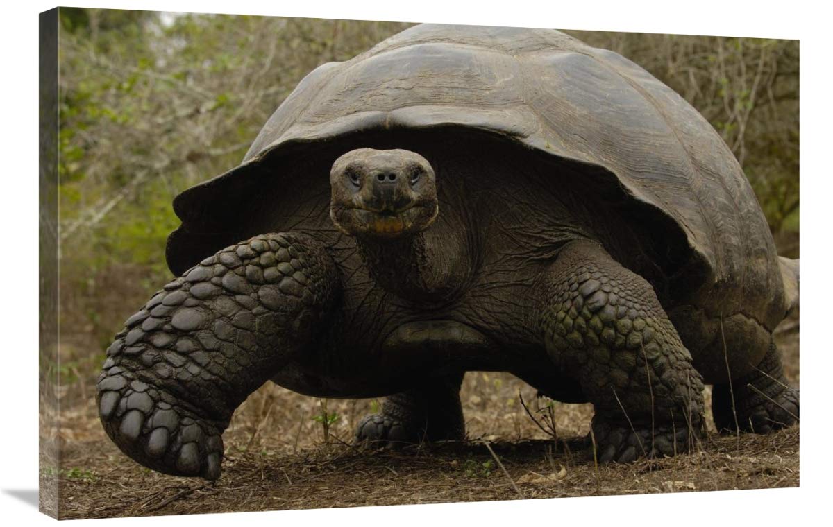 Indefatigable Island Tortoise, Santa Cruz Island, Galapagos Islands, Ecuador-Canvas Art-36x24”