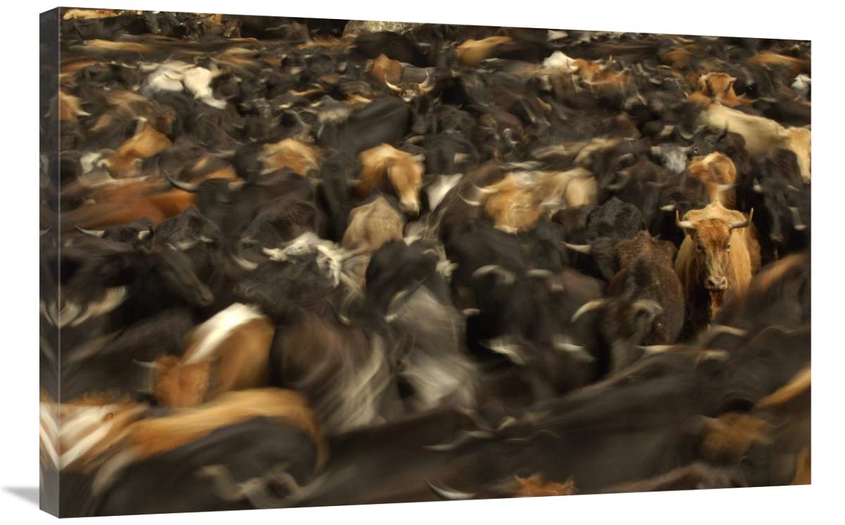 Cattle herded by Chagras during the annual round-up, Andes Mountains, Ecuador-Canvas Art-36x24”