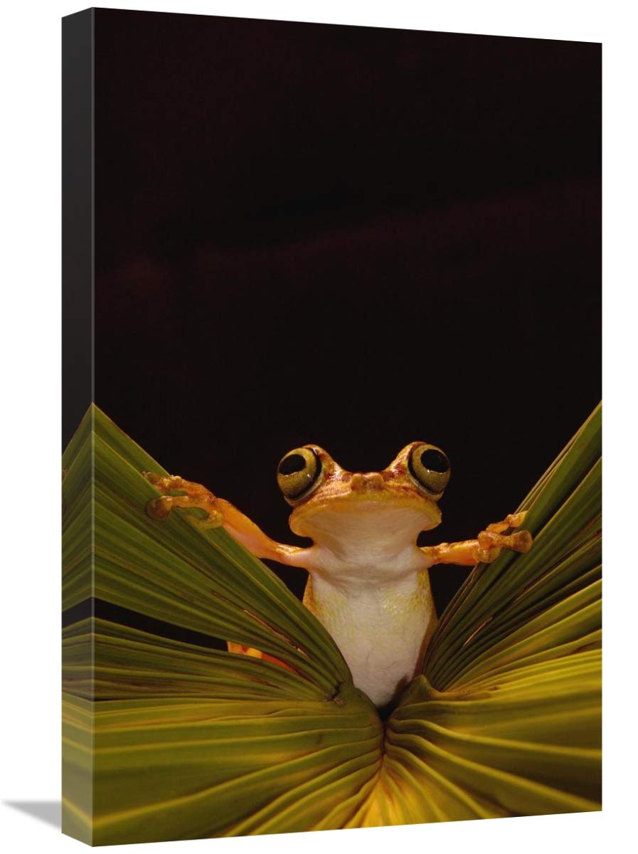 Chachi Tree Frog , Choco Rainforest,  Ecuador-Canvas Art-16x24”