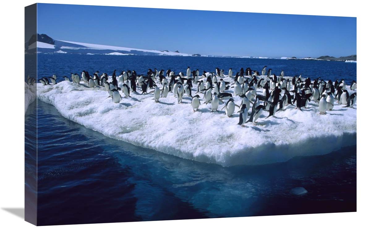 Adelie Penguins on icefloe in Hope Bay, Antarctic Peninsula, Antarctica-Canvas Art-24x16”