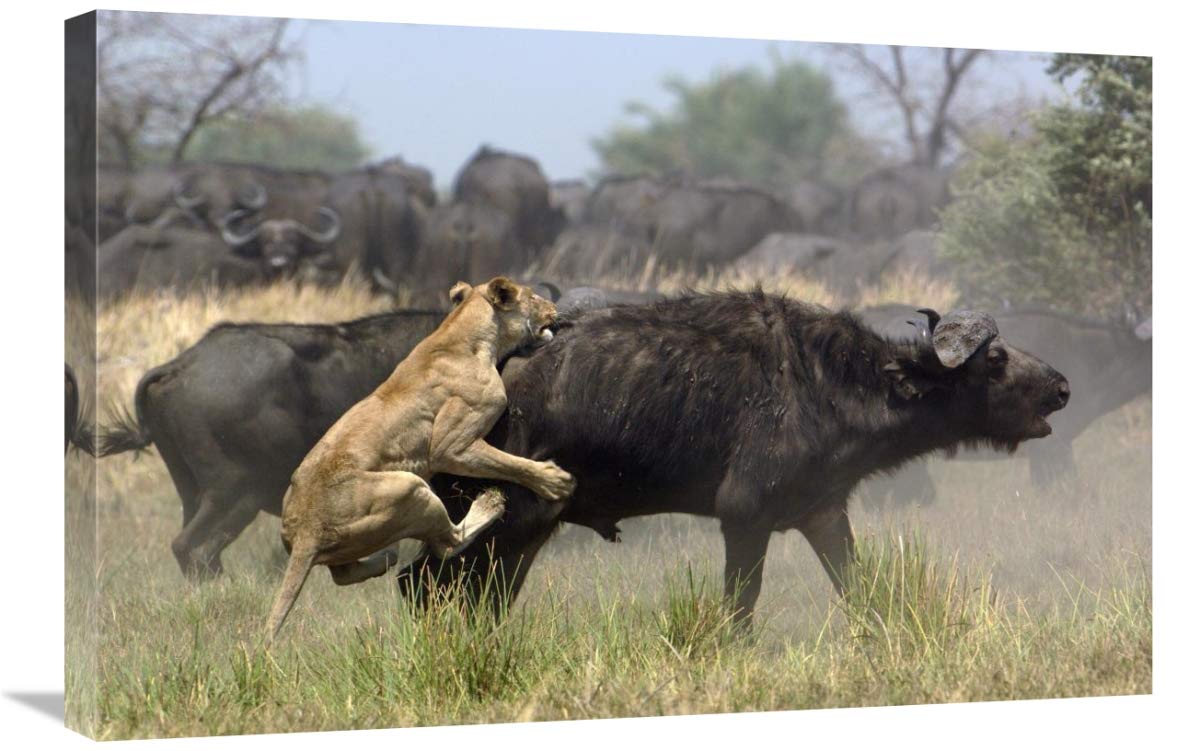 African Lion attacking Cape Buffalo , Africa-Canvas Art-30x20”