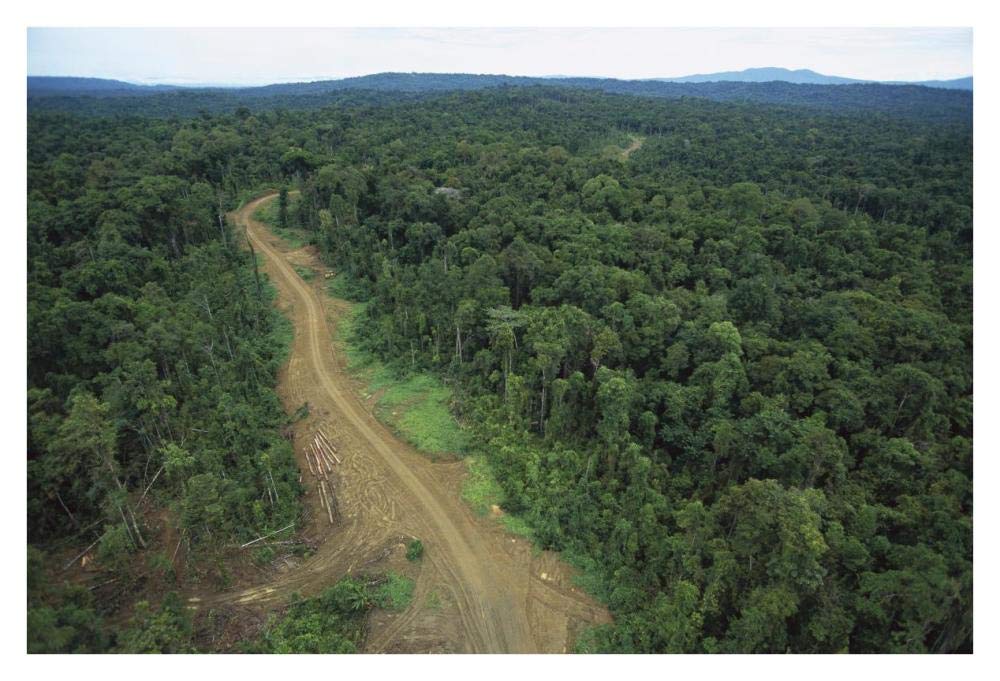 Logging road in lowland tropical rainforest, Kikori Basin, Papua New Guinea-Paper Art-38x26”