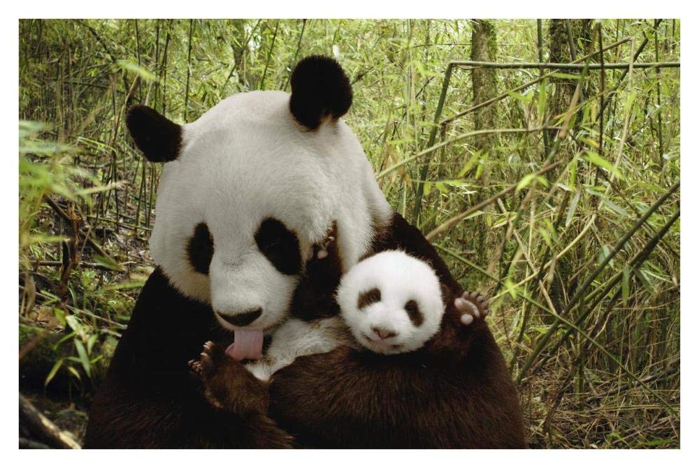 Giant Panda Gongzhu and cub in bamboo forest, Wolong Nature Reserve, China-Paper Art-38x26”