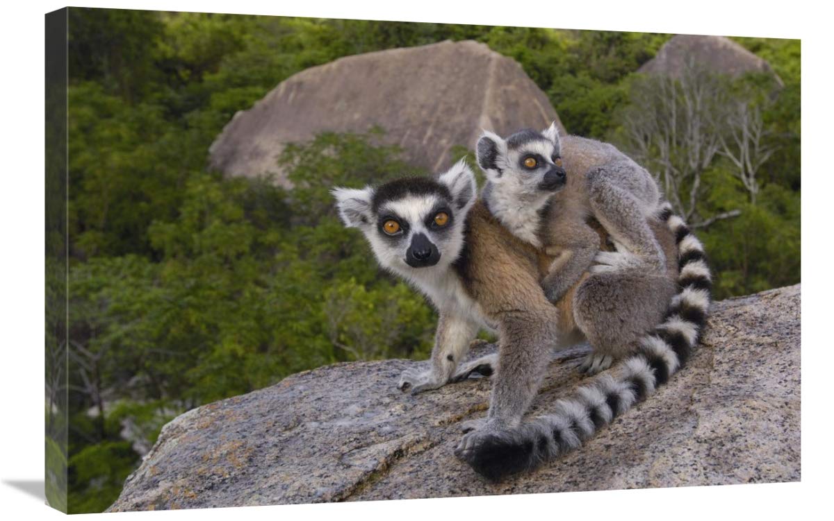 Ring-tailed Lemur and young,  Andringitra Mountains,  Madagascar-Canvas Art-30x20”